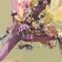 Eurymelinae (subfamily) (Unidentified eurymeline leafhopper) at Amaroo, ACT - 27 Nov 2018 by AlisonMilton