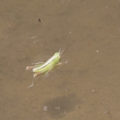 Praxibulus sp. (genus) (A grasshopper) at Amaroo, ACT - 27 Nov 2018 by AlisonMilton