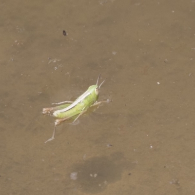 Praxibulus sp. (genus) (A grasshopper) at Amaroo, ACT - 27 Nov 2018 by Alison Milton