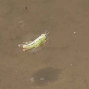 Praxibulus sp. (genus) at Amaroo, ACT - 27 Nov 2018 11:47 AM