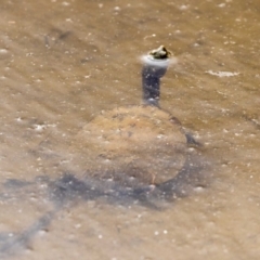 Chelodina longicollis (Eastern Long-necked Turtle) at Mulligans Flat - 27 Nov 2018 by AlisonMilton