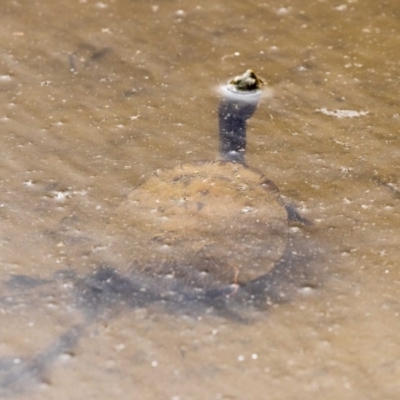 Chelodina longicollis (Eastern Long-necked Turtle) at Mulligans Flat - 27 Nov 2018 by AlisonMilton