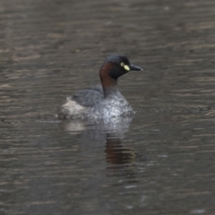 Tachybaptus novaehollandiae (Australasian Grebe) at Mulligans Flat - 27 Nov 2018 by Alison Milton