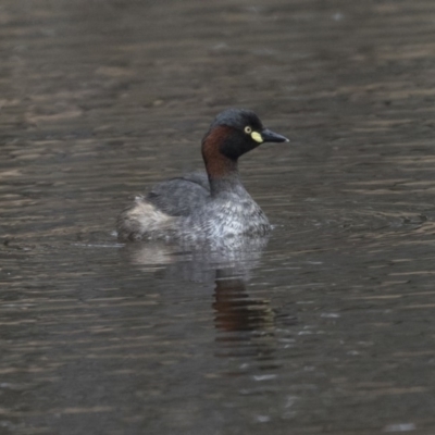 Tachybaptus novaehollandiae (Australasian Grebe) at Mulligans Flat - 27 Nov 2018 by Alison Milton