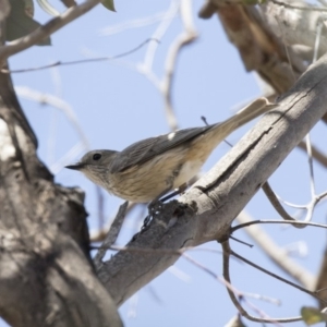 Pachycephala rufiventris at Amaroo, ACT - 27 Nov 2018