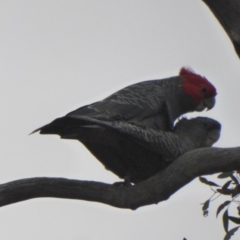 Callocephalon fimbriatum (Gang-gang Cockatoo) at Deakin, ACT - 27 Nov 2018 by JackyF