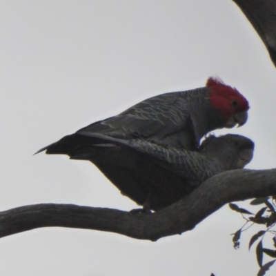 Callocephalon fimbriatum (Gang-gang Cockatoo) at Red Hill Nature Reserve - 27 Nov 2018 by JackyF