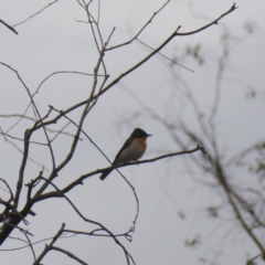 Myiagra rubecula (Leaden Flycatcher) at Deakin, ACT - 27 Nov 2018 by JackyF