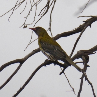 Oriolus sagittatus (Olive-backed Oriole) at Deakin, ACT - 27 Nov 2018 by JackyF