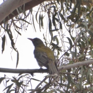 Oriolus sagittatus at Deakin, ACT - 27 Nov 2018 05:11 PM