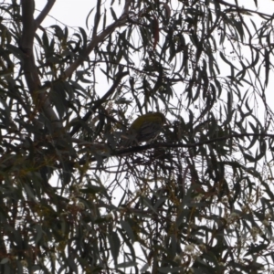 Oriolus sagittatus at Deakin, ACT - 27 Nov 2018