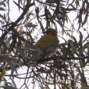 Oriolus sagittatus at Deakin, ACT - 27 Nov 2018 05:11 PM