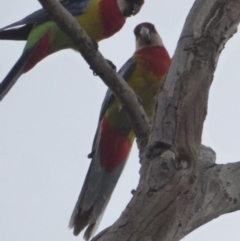 Platycercus eximius (Eastern Rosella) at Red Hill Nature Reserve - 27 Nov 2018 by JackyF