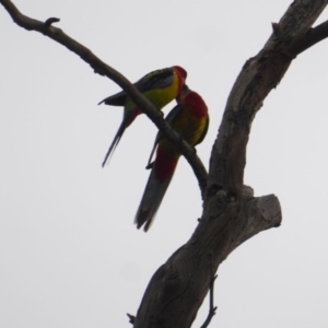 Platycercus eximius at Deakin, ACT - 27 Nov 2018