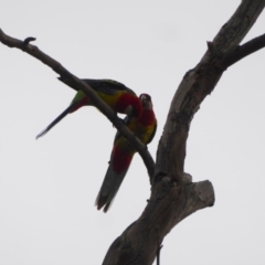 Platycercus eximius at Deakin, ACT - 27 Nov 2018 05:20 PM