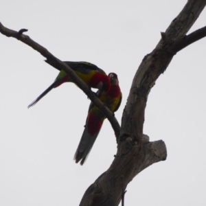 Platycercus eximius at Deakin, ACT - 27 Nov 2018