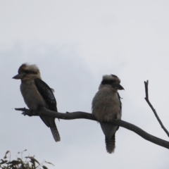 Dacelo novaeguineae (Laughing Kookaburra) at Hughes, ACT - 26 Nov 2018 by JackyF