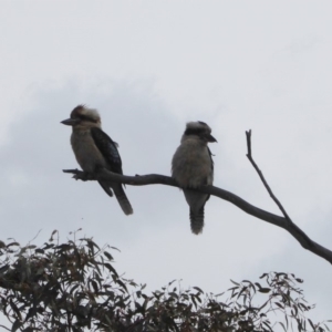 Dacelo novaeguineae at Hughes, ACT - 27 Nov 2018 10:43 AM