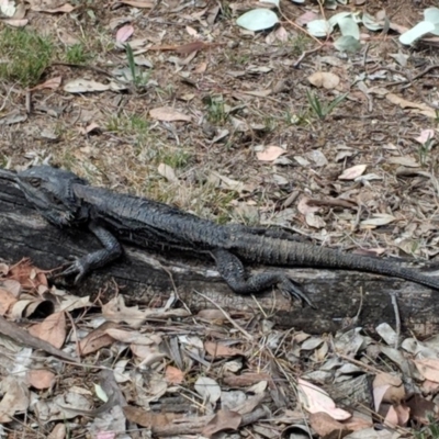 Pogona barbata (Eastern Bearded Dragon) at Red Hill, ACT - 27 Nov 2018 by JackyF