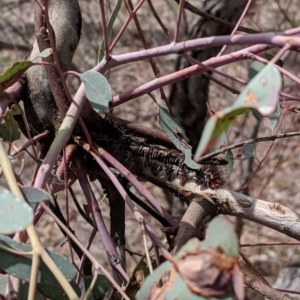 Chelepteryx collesi at Hughes, ACT - 27 Nov 2018