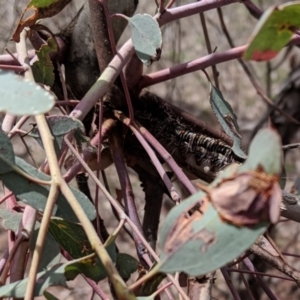 Chelepteryx collesi at Hughes, ACT - 27 Nov 2018