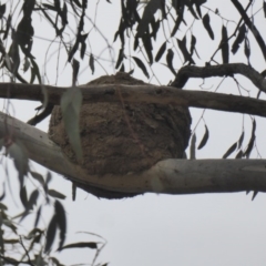 Corcorax melanorhamphos (White-winged Chough) at Red Hill Nature Reserve - 27 Nov 2018 by JackyF