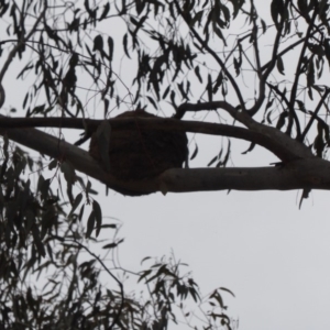 Corcorax melanorhamphos at Deakin, ACT - 27 Nov 2018 05:03 PM