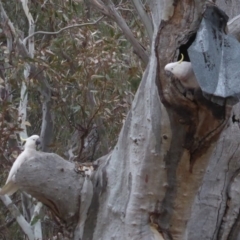 Cacatua galerita (Sulphur-crested Cockatoo) at Red Hill to Yarralumla Creek - 27 Nov 2018 by JackyF