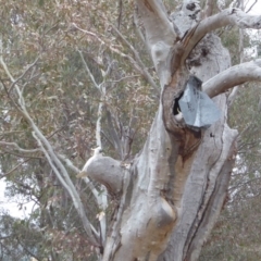 Cacatua galerita at Hughes, ACT - 27 Nov 2018 05:40 PM