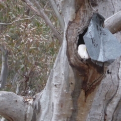 Cacatua galerita at Hughes, ACT - 27 Nov 2018 05:40 PM