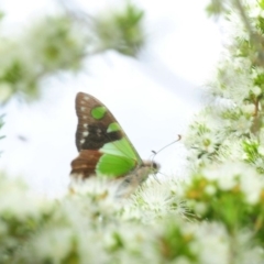 Graphium macleayanum (Macleay's Swallowtail) at ANBG - 27 Nov 2018 by Harrisi