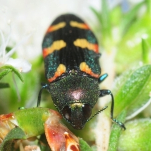 Castiarina sexplagiata at Hackett, ACT - 27 Nov 2018 10:07 PM