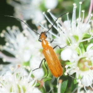 Zonitis sp. (genus) at Parkes, ACT - 27 Nov 2018