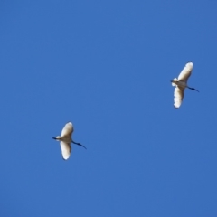 Threskiornis molucca (Australian White Ibis) at Red Hill to Yarralumla Creek - 25 Nov 2018 by roymcd