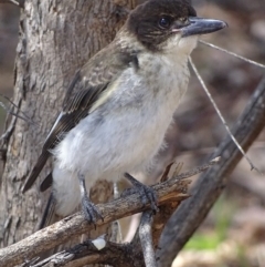 Cracticus torquatus (Grey Butcherbird) at Red Hill to Yarralumla Creek - 25 Nov 2018 by roymcd