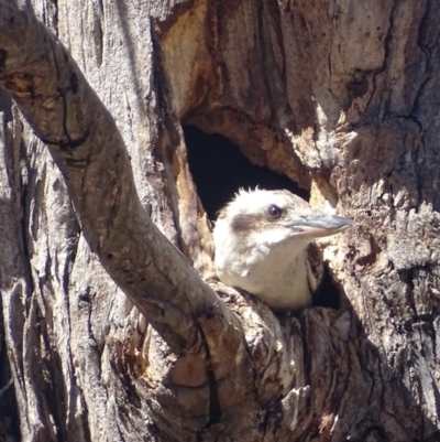 Dacelo novaeguineae (Laughing Kookaburra) at Red Hill to Yarralumla Creek - 25 Nov 2018 by roymcd