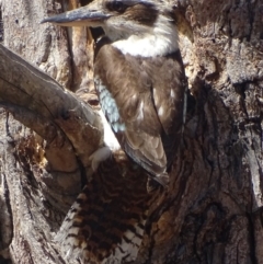 Dacelo novaeguineae at Garran, ACT - 26 Nov 2018 10:42 AM