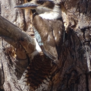 Dacelo novaeguineae at Garran, ACT - 26 Nov 2018