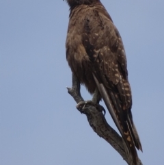 Falco berigora (Brown Falcon) at Garran, ACT - 27 Nov 2018 by roymcd