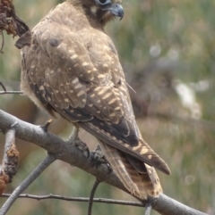 Falco berigora at Garran, ACT - 27 Nov 2018