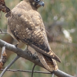 Falco berigora at Garran, ACT - 27 Nov 2018