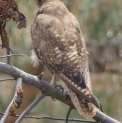 Falco berigora at Garran, ACT - 27 Nov 2018