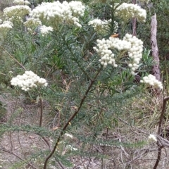 Ozothamnus diosmifolius (Rice Flower, White Dogwood, Sago Bush) at Bawley Point Bushcare - 24 Nov 2018 by GLemann