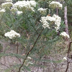 Ozothamnus diosmifolius (rice flower, white dogwood, pill flower, sago bush) at Bawley Point, NSW - 24 Nov 2018 by GLemann