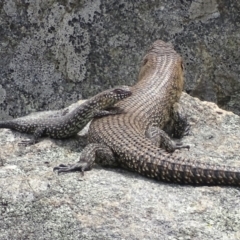 Egernia cunninghami (Cunningham's Skink) at Red Hill Nature Reserve - 26 Nov 2018 by roymcd