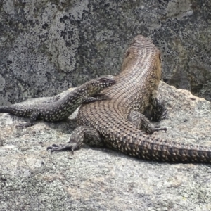 Egernia cunninghami at Garran, ACT - 27 Nov 2018