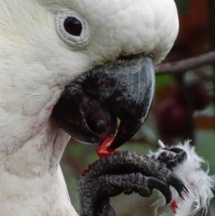 Cacatua galerita (Sulphur-crested Cockatoo) at Red Hill, ACT - 22 Nov 2018 by roymcd