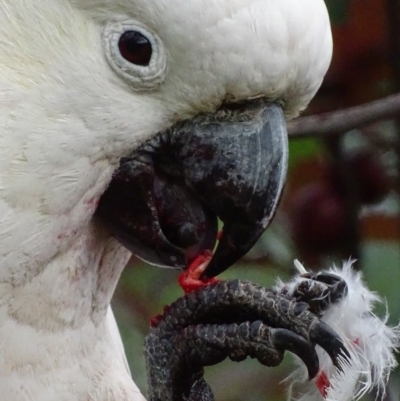 Cacatua galerita (Sulphur-crested Cockatoo) at Red Hill, ACT - 22 Nov 2018 by roymcd