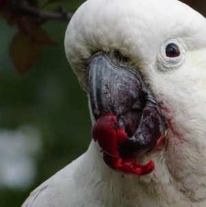 Cacatua galerita at Red Hill, ACT - 23 Nov 2018