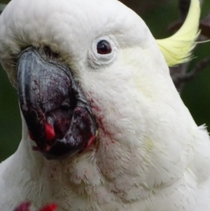 Cacatua galerita at Red Hill, ACT - 23 Nov 2018